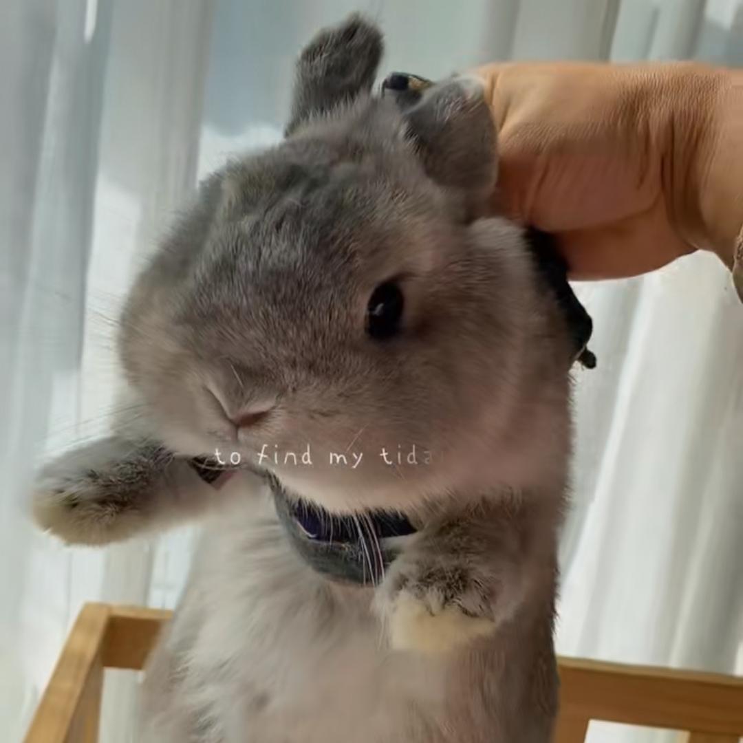 萌小兔的家