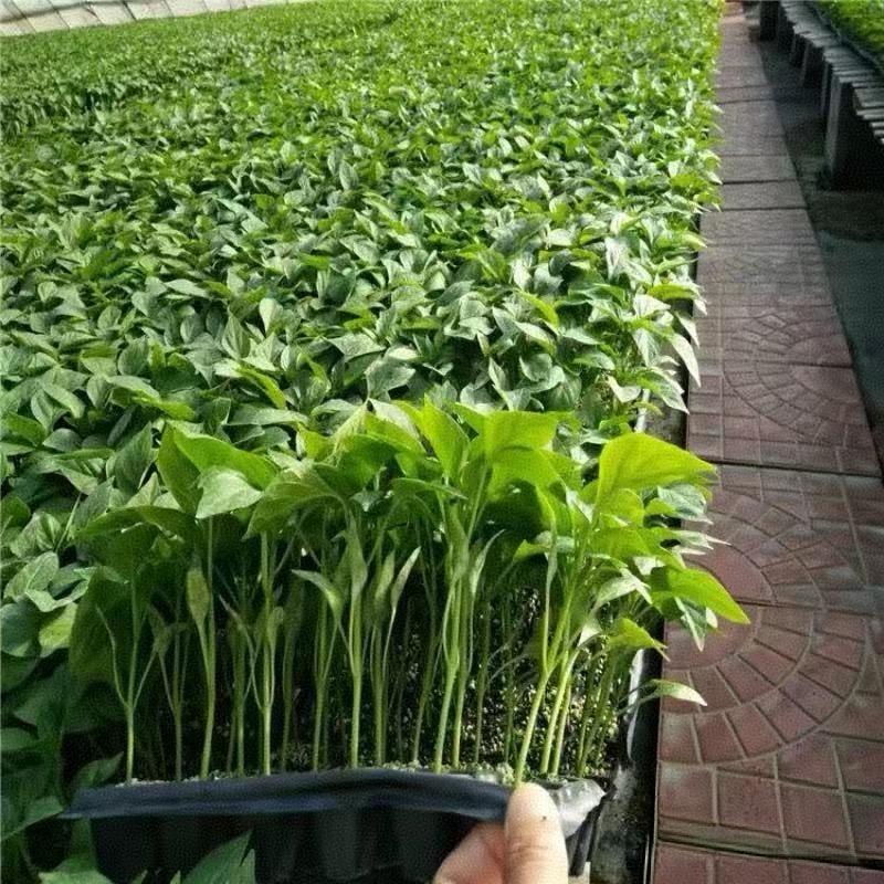 农到家蔬菜种苗基地