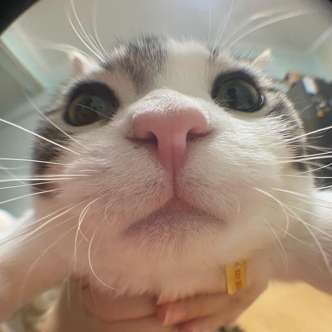 平行宇宙的猫