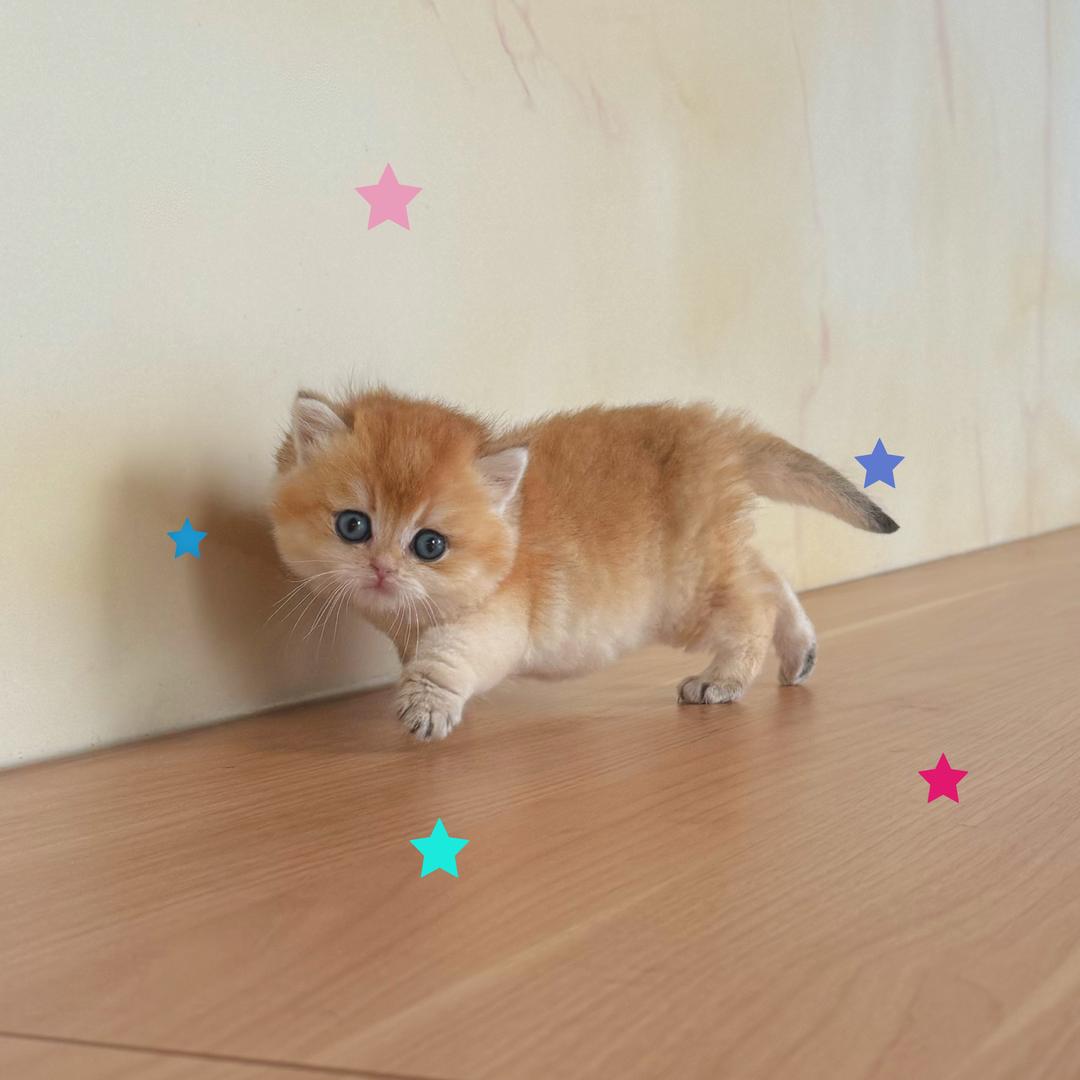 一只圆宝爱睡觉