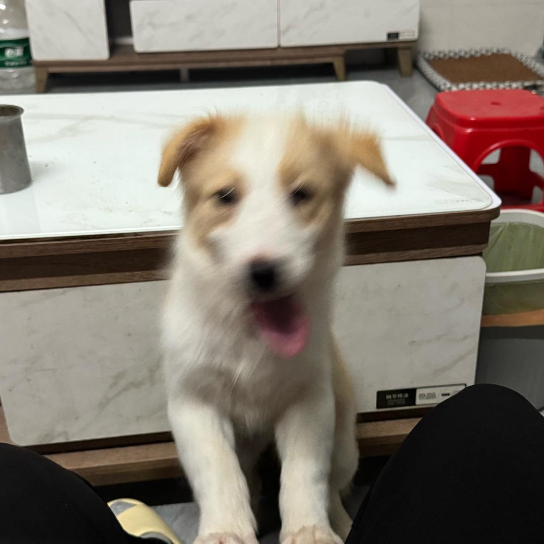 大王饼干曲奇🍪