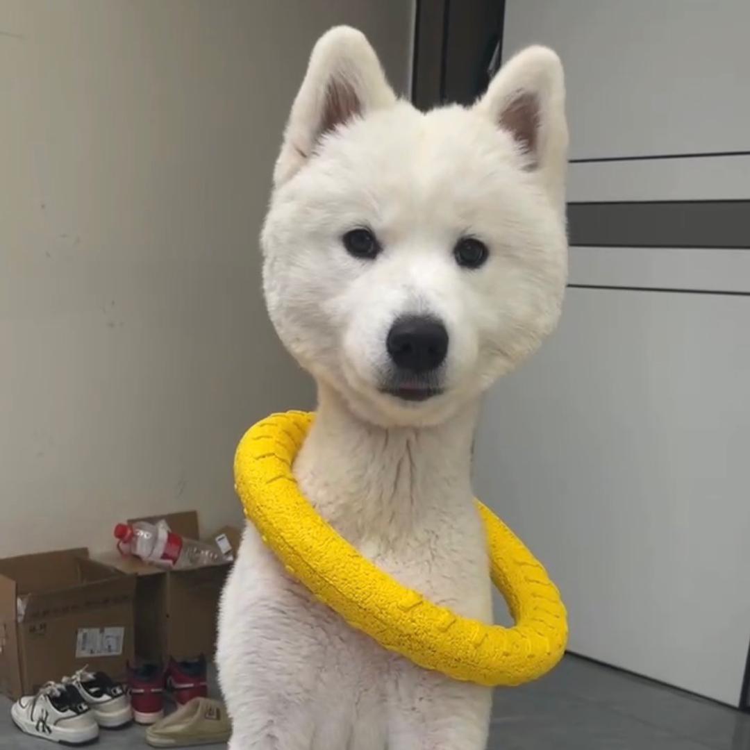 哈尼哈尼