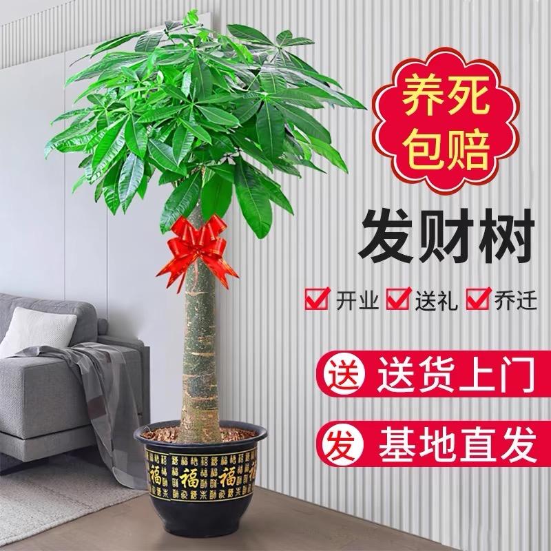 幸运星园艺
