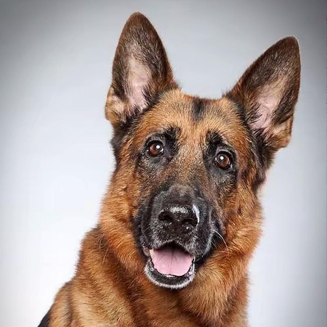 德牧黑狼马犬东德