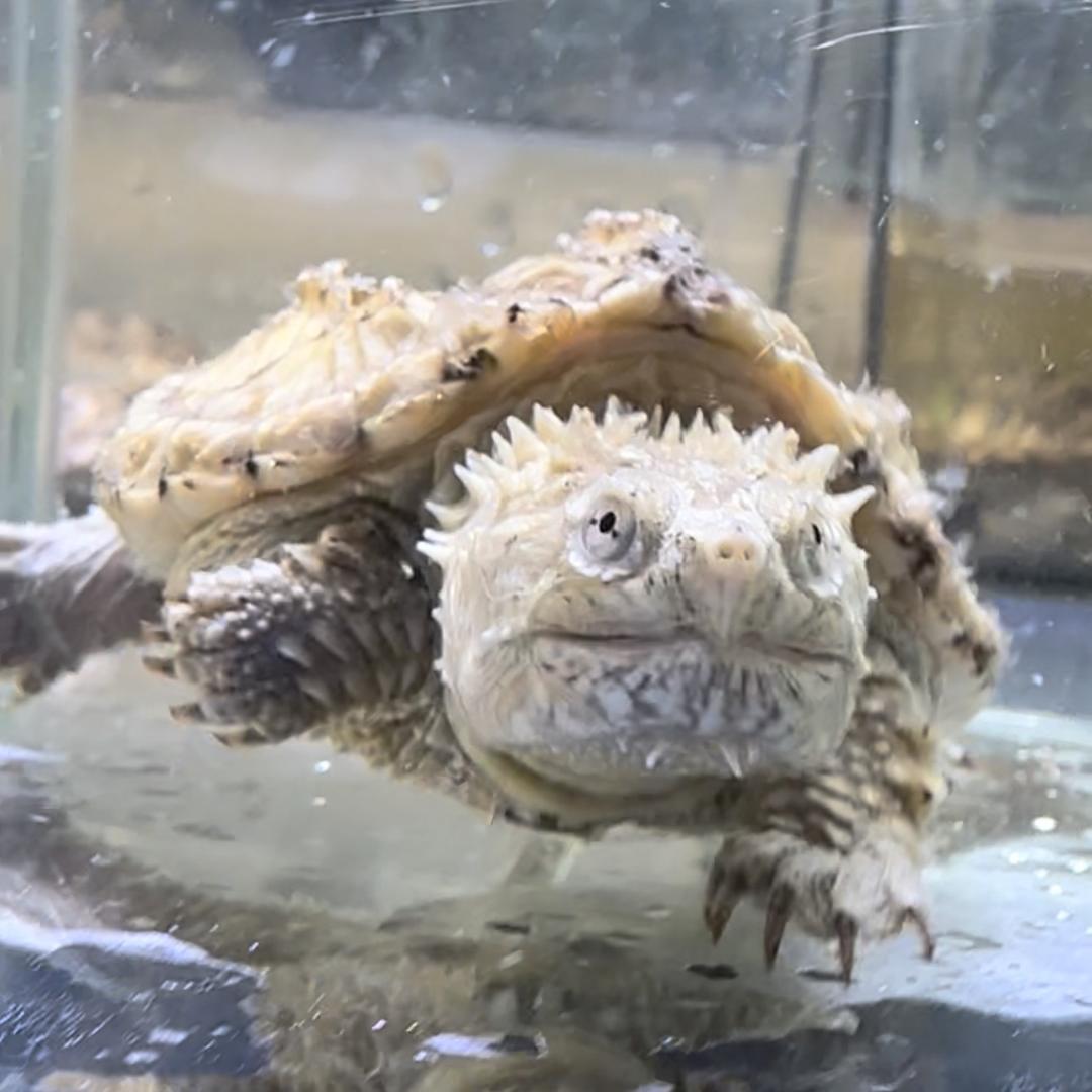 疯狂鳄霸