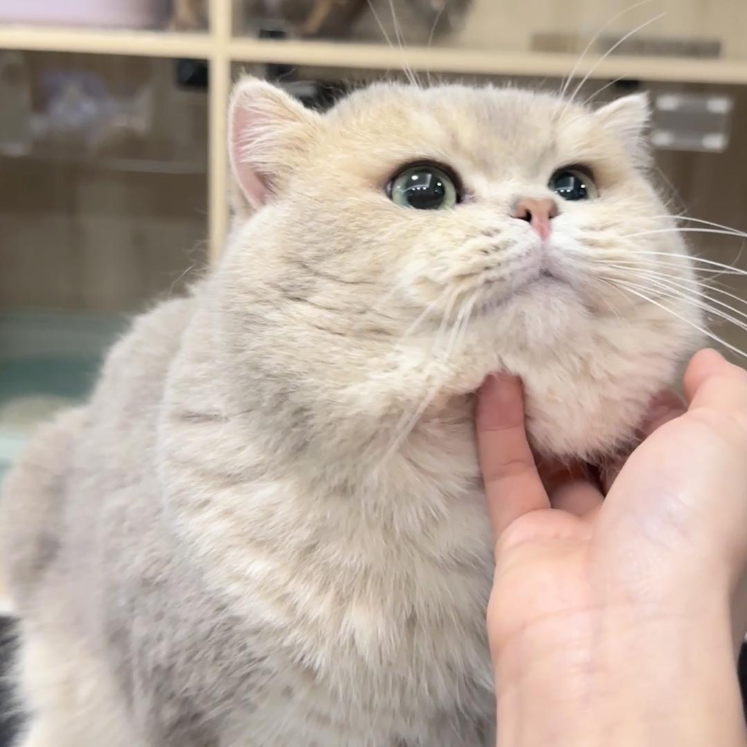 Kaviar金渐层猫舍