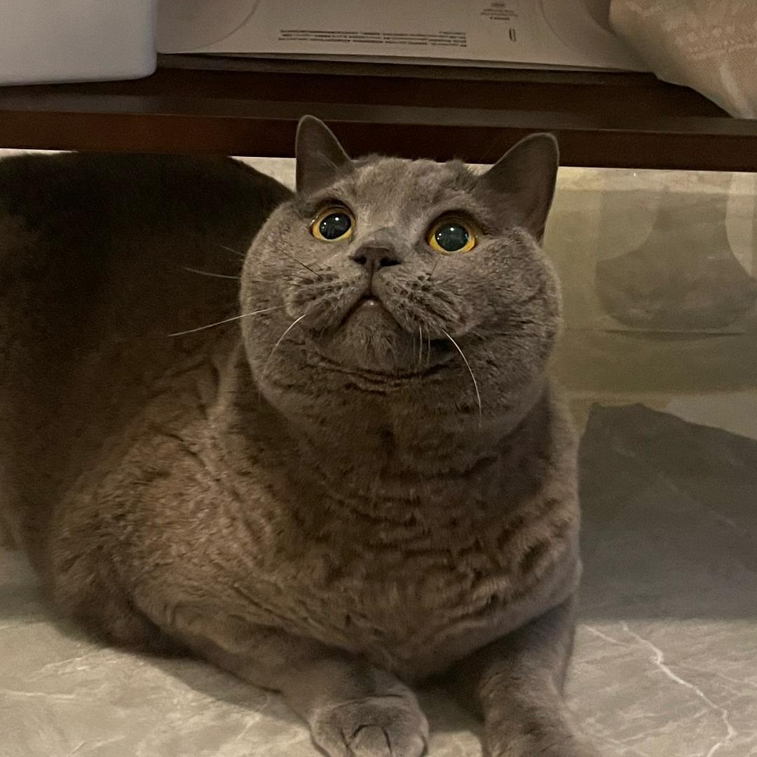 咩儿喵刘亦Gaara