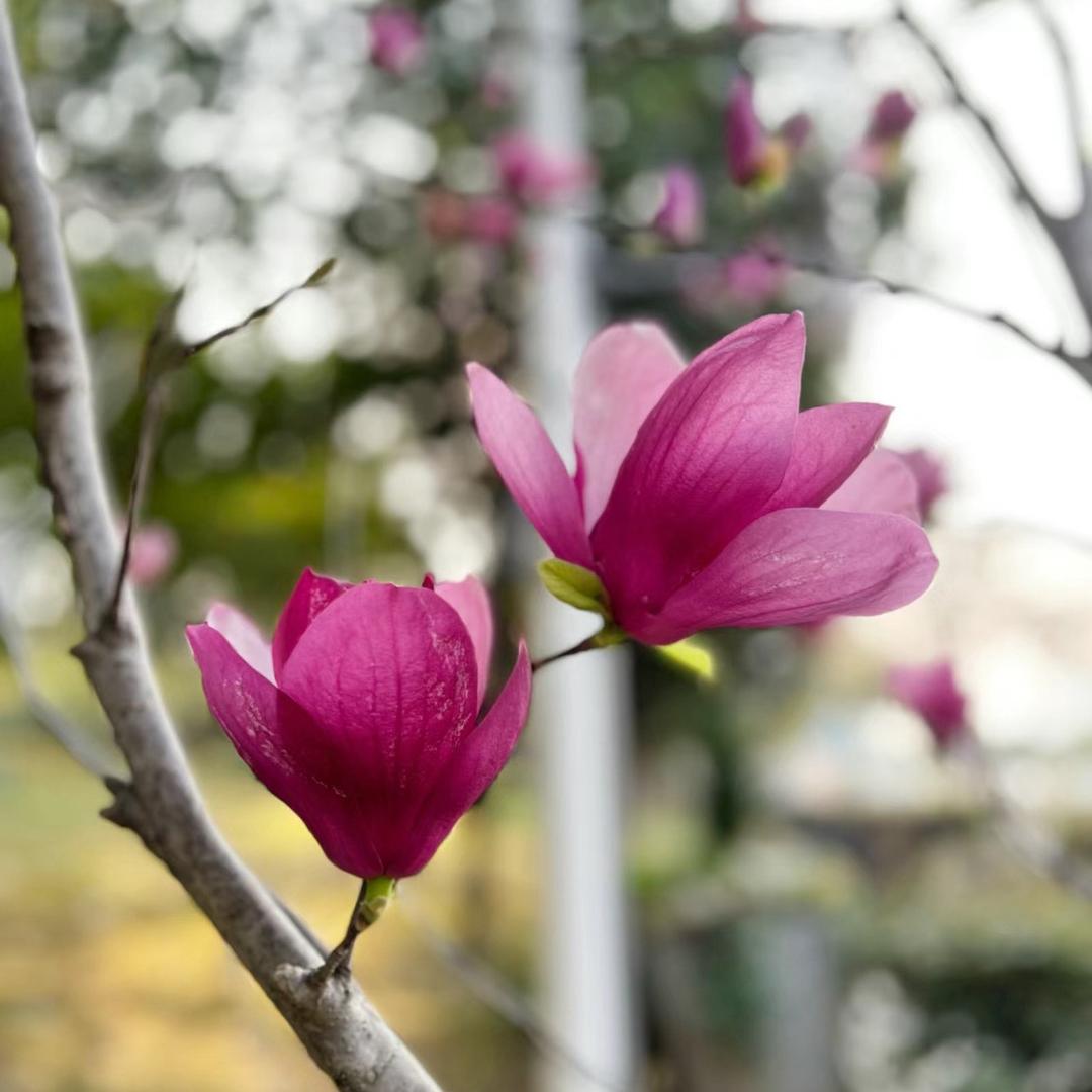 辛夷是味药