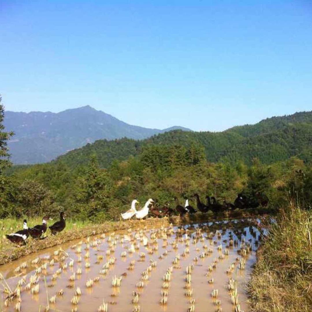 小胖的田园生活