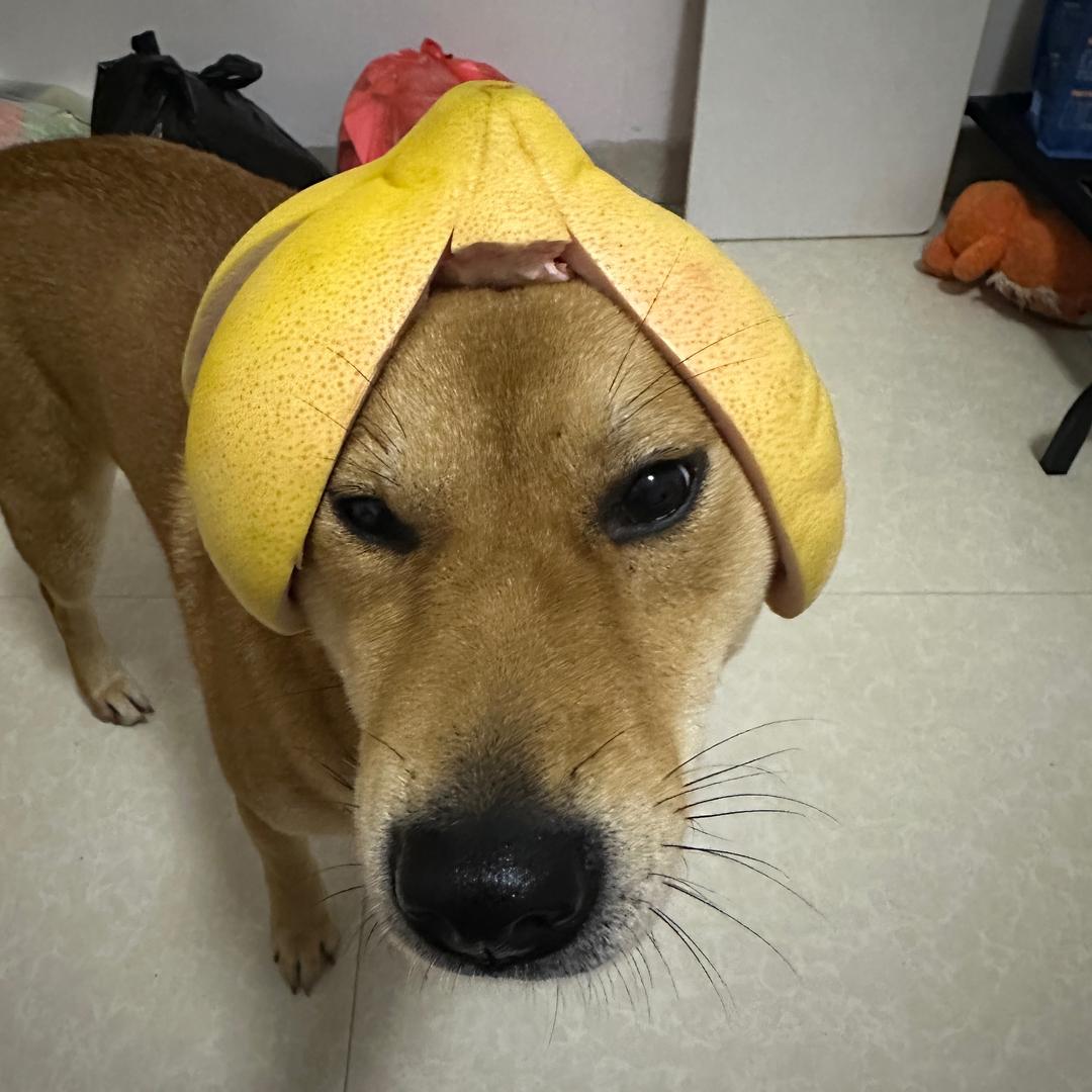 小满饼饼