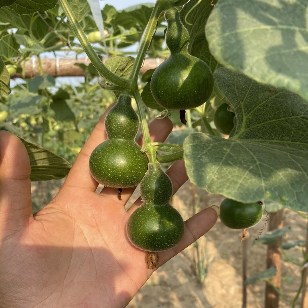 强烁精品葫芦批发