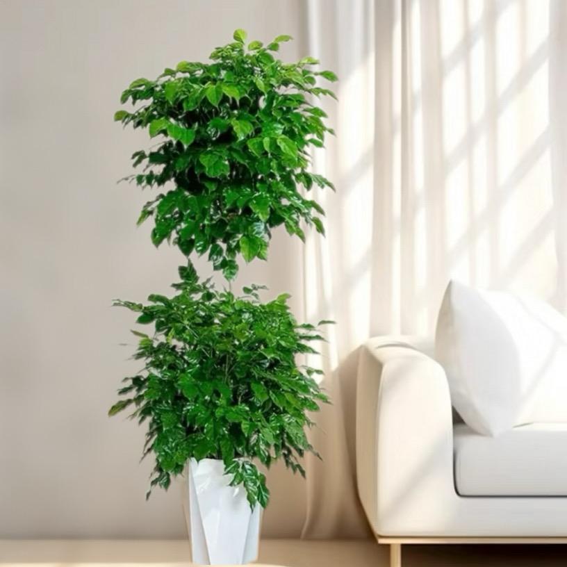 广州绿植基地