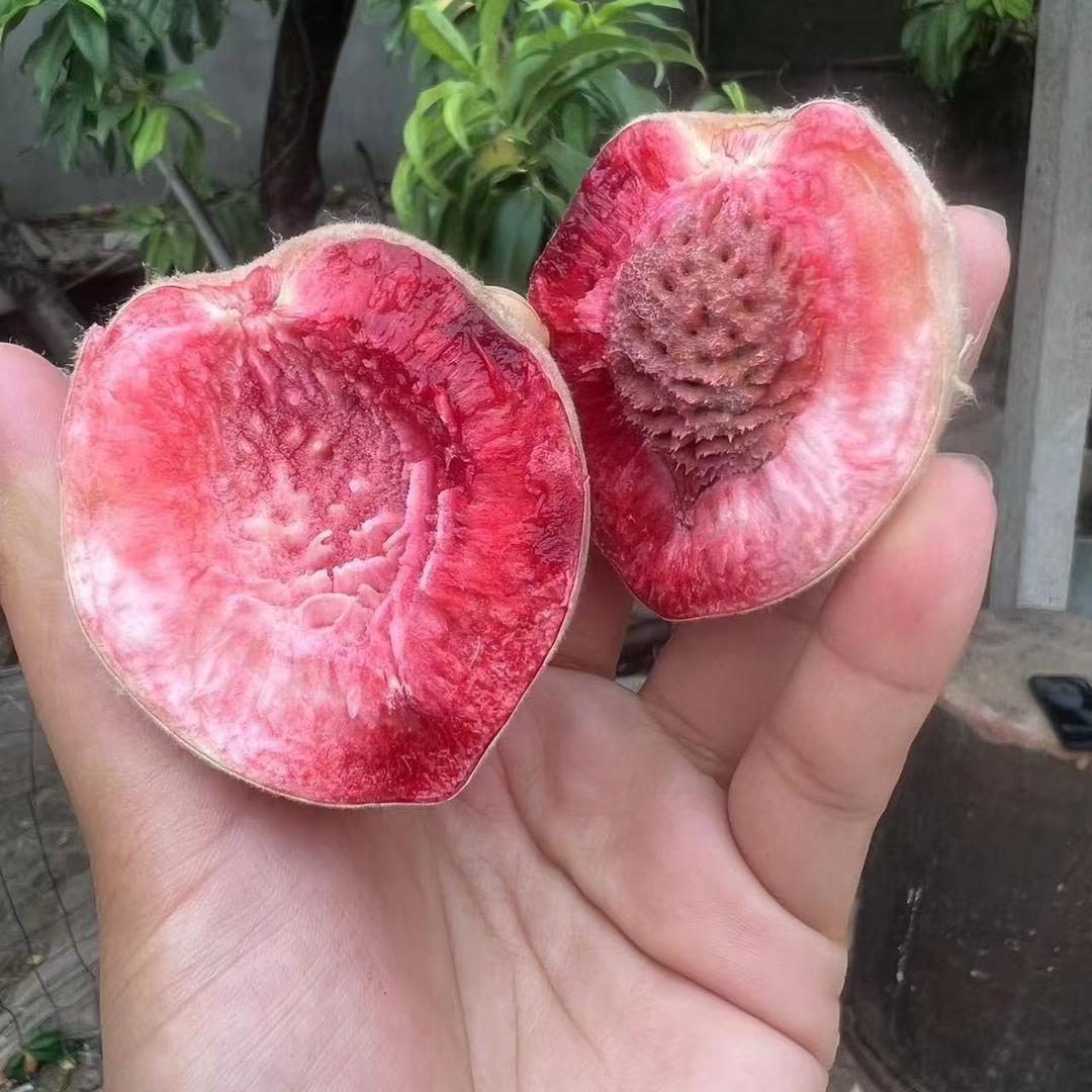 汉柠斑驳果树苗木