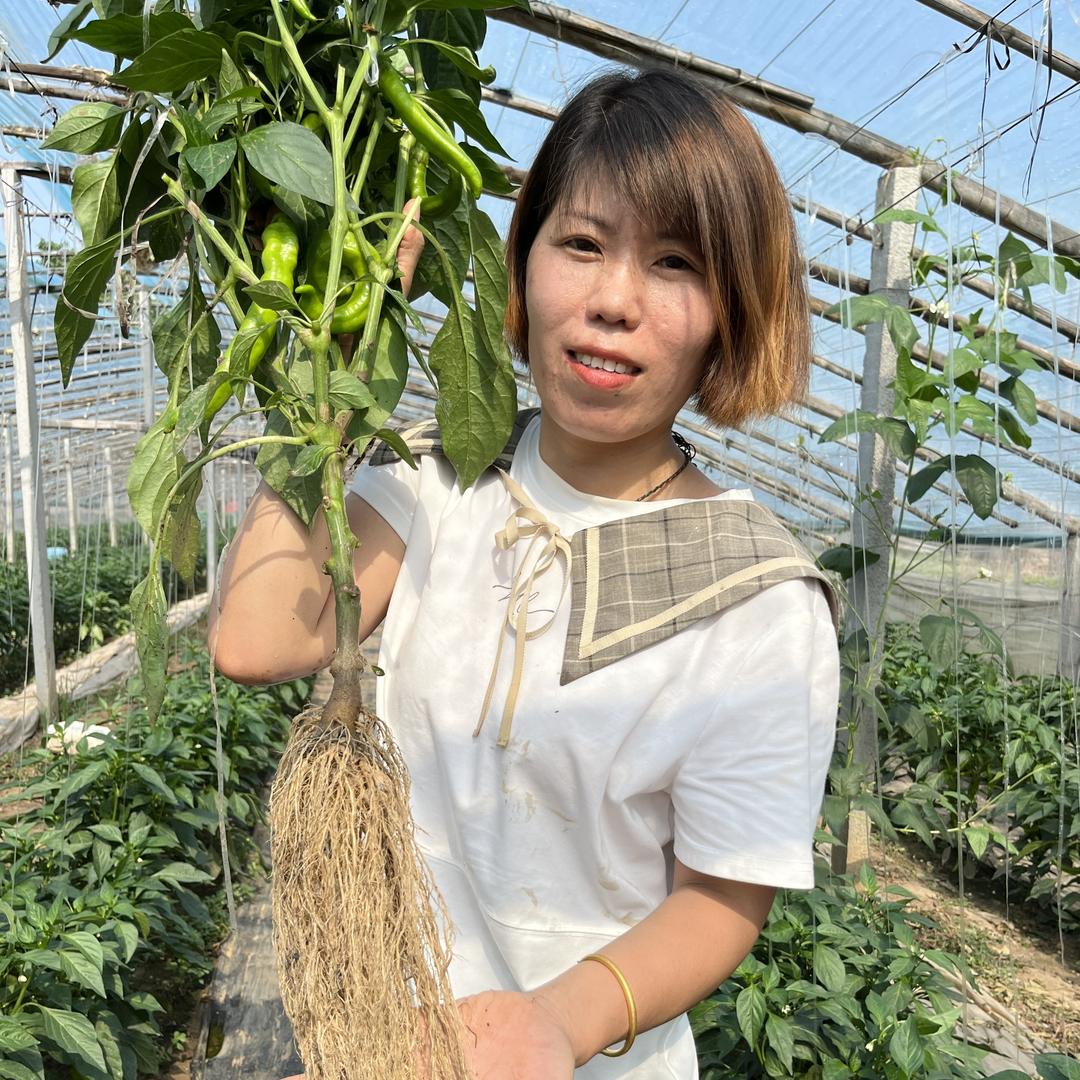 青州张梦萍农业种植技术服务指导—椒类