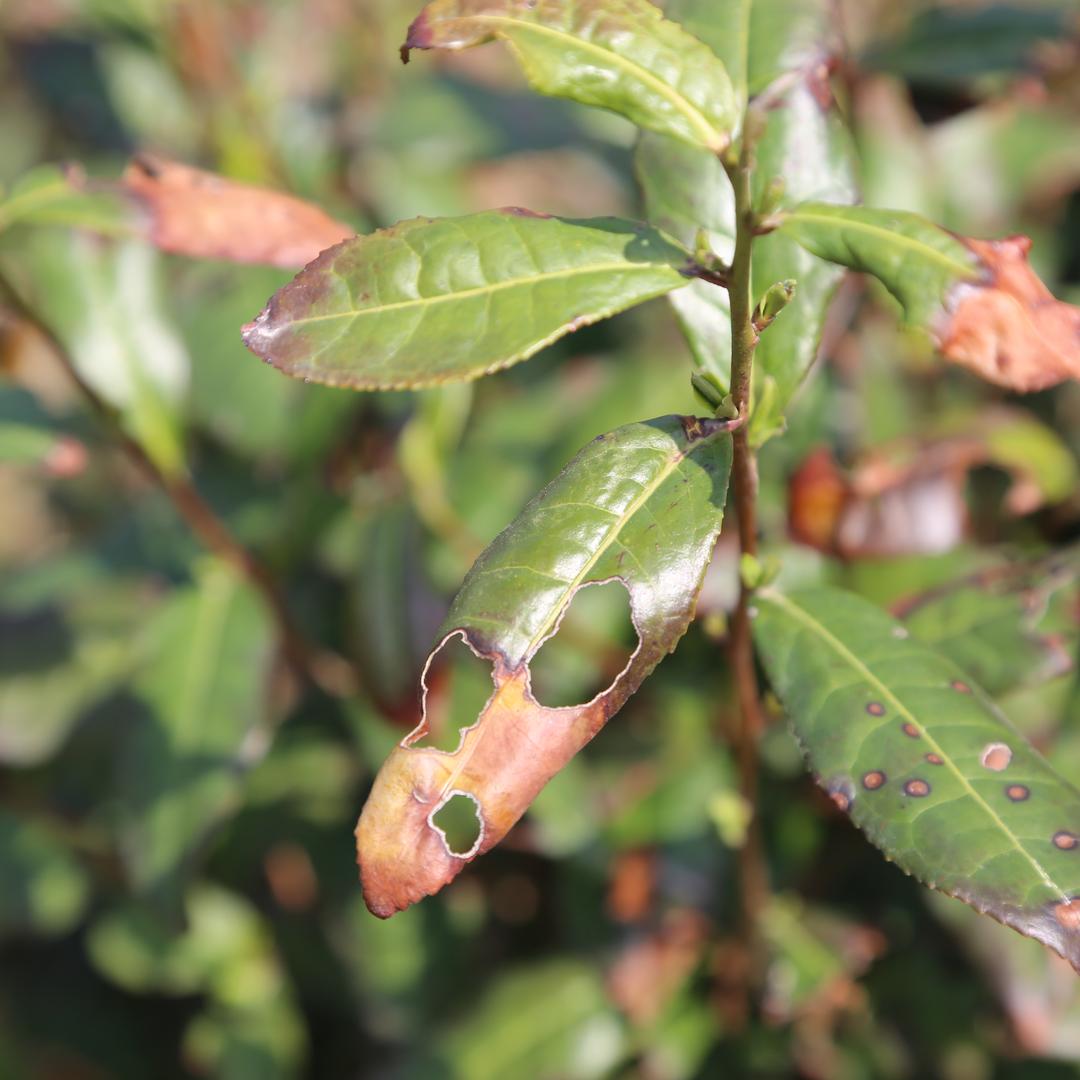 虫子都知道的茶