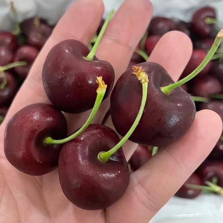 广州源丰果品有限公司