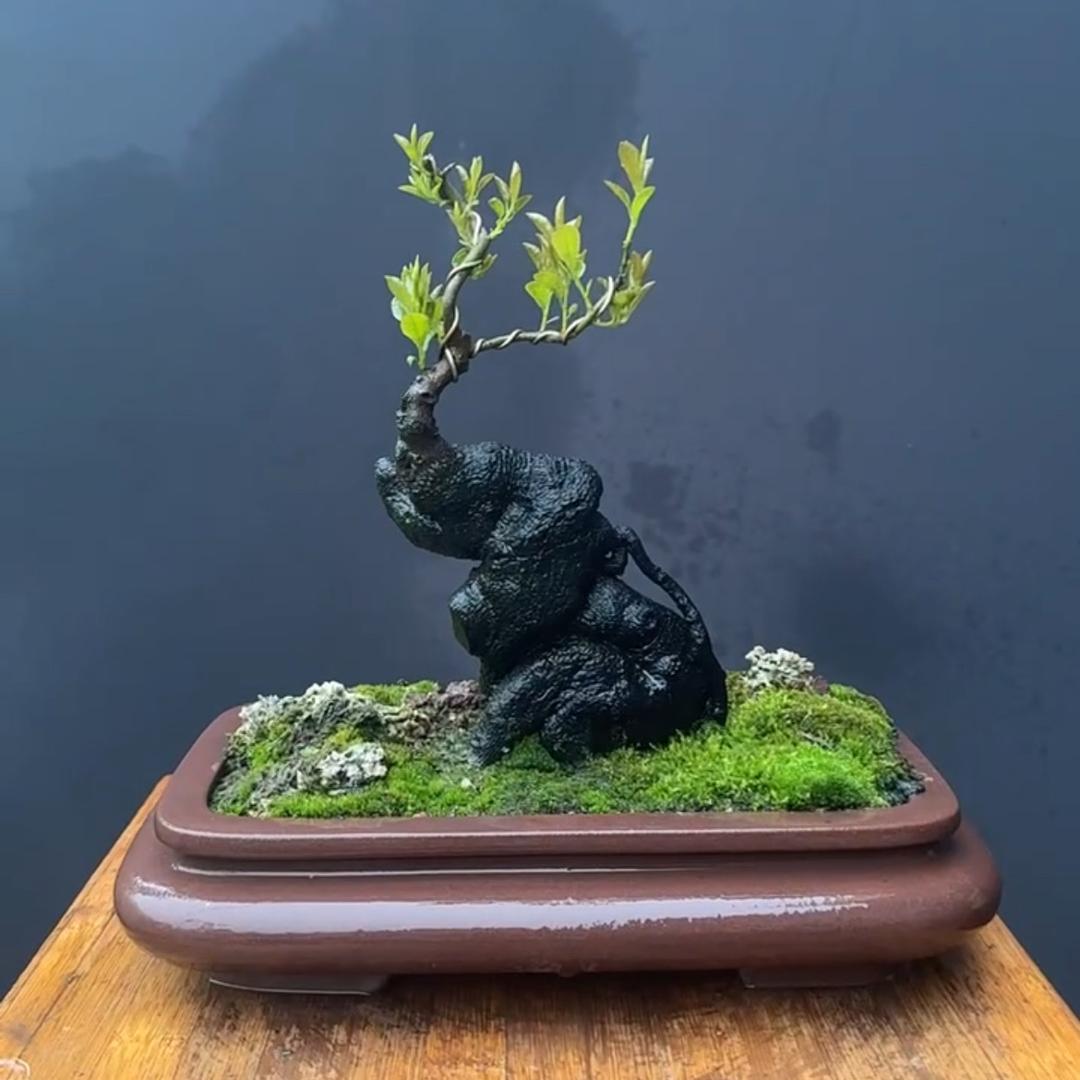 炫伟金弹子