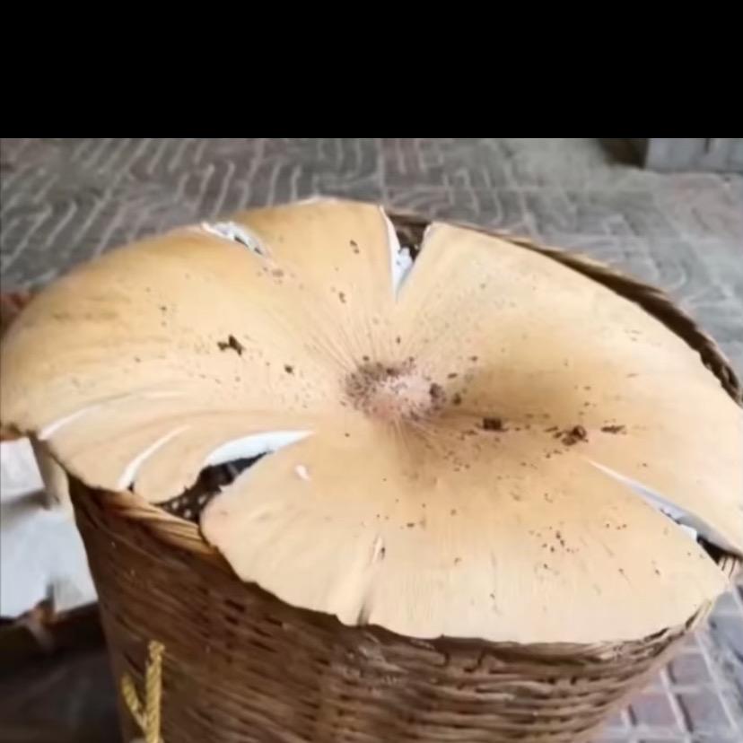 缅甸🇲🇲发财