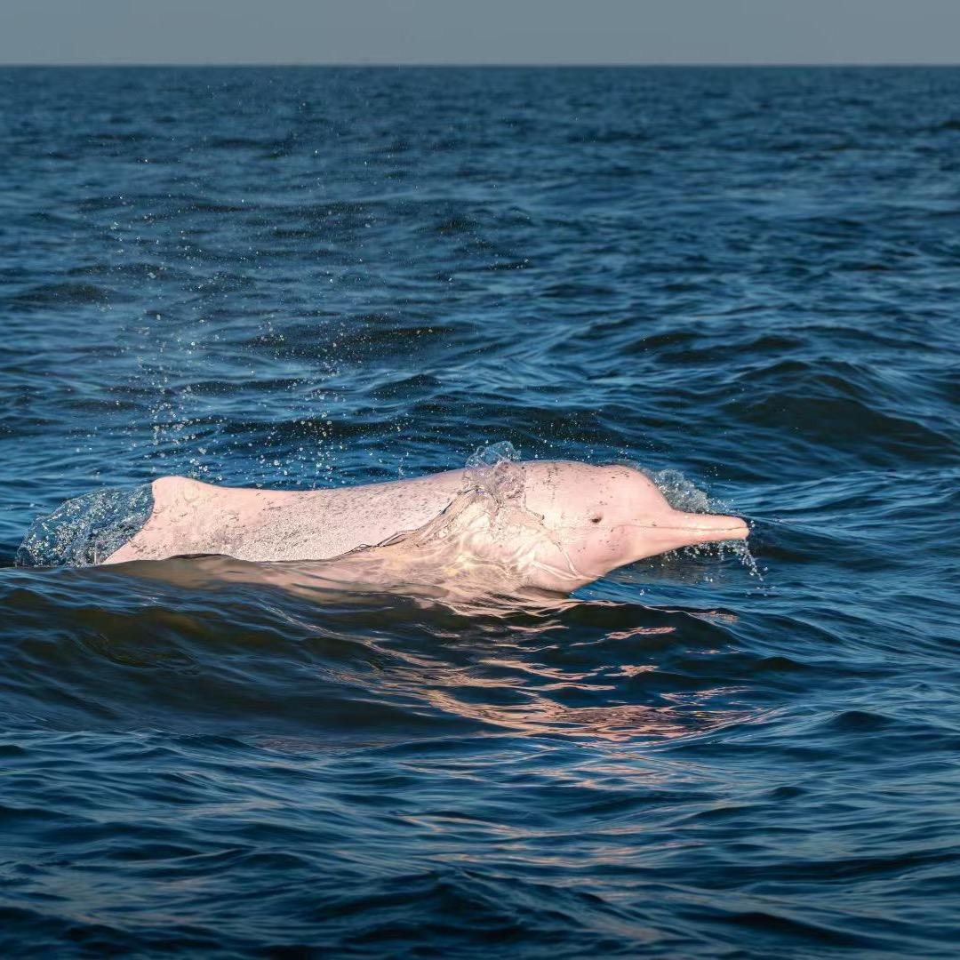 三娘湾小强船长包看粉色海豚🐬