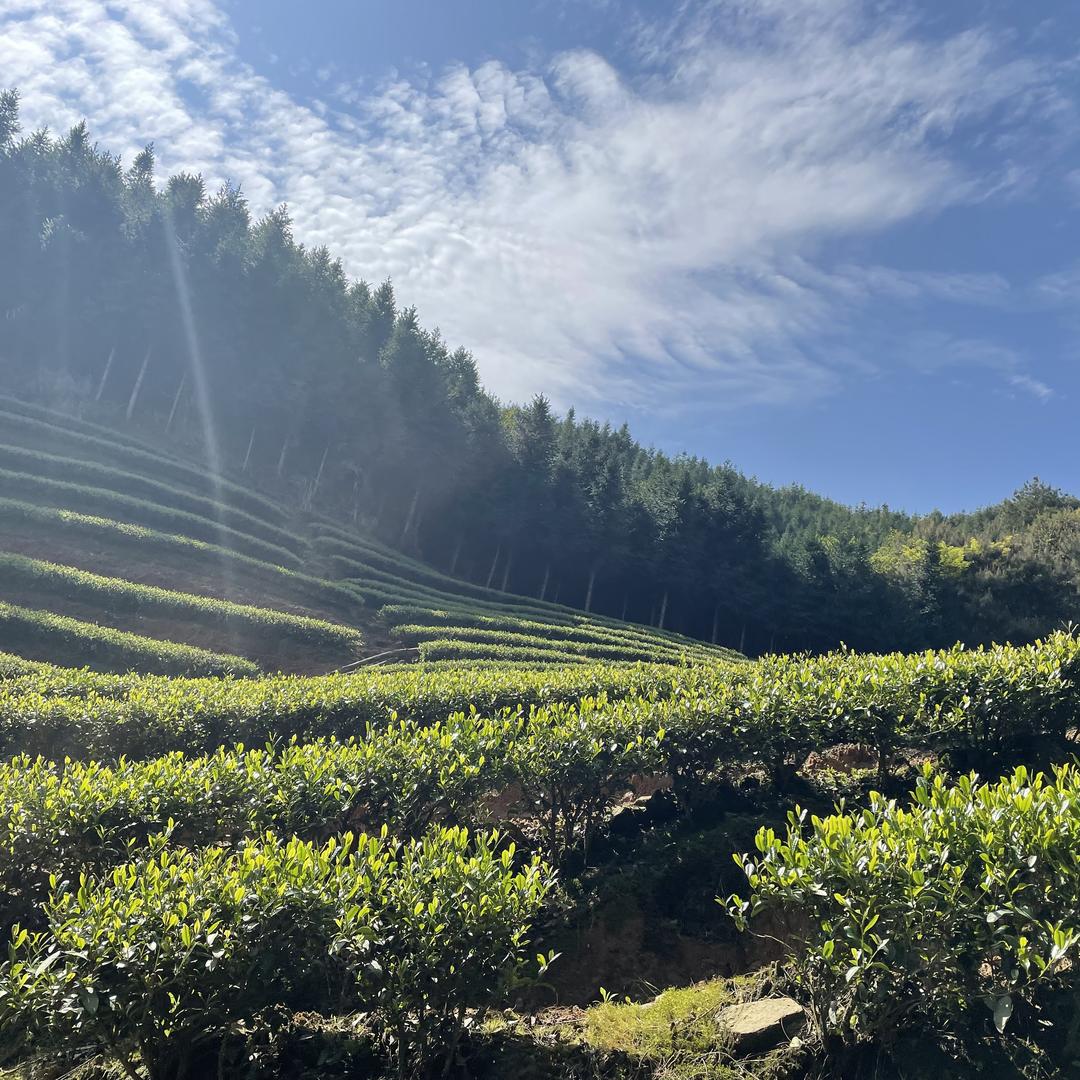 千丘茶业武夷山源头厂家