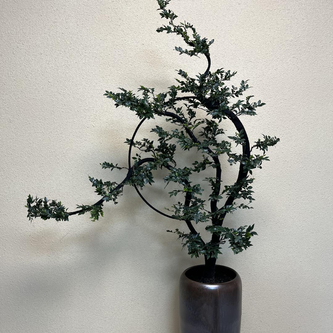 绿氧高端绿植店