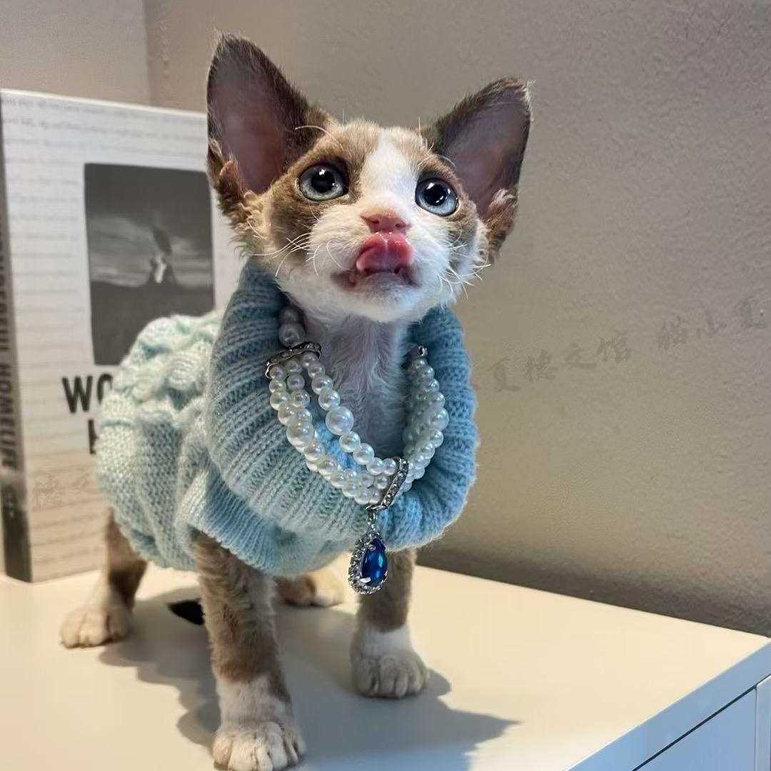 江苏MXX德文卷毛猫-静静