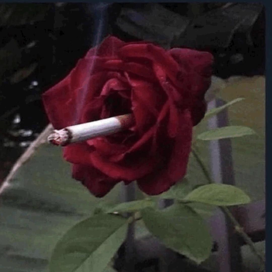 妻晨想摆烂