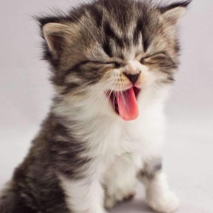 龙