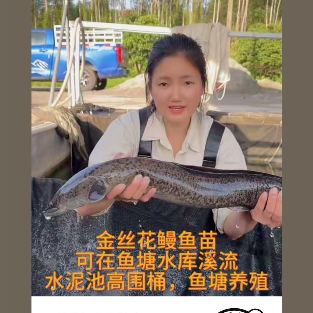 鼎华鳗鱼苗培育场