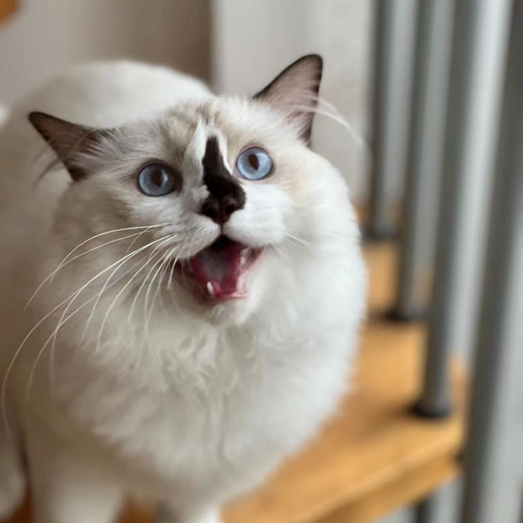 胡萝北潮玩工作室