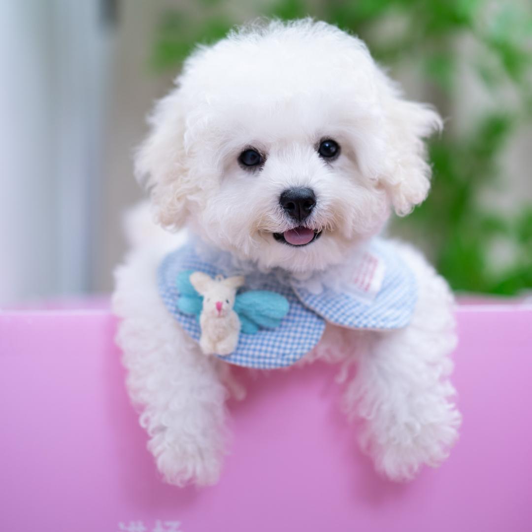 喜遇犬舍俞老板