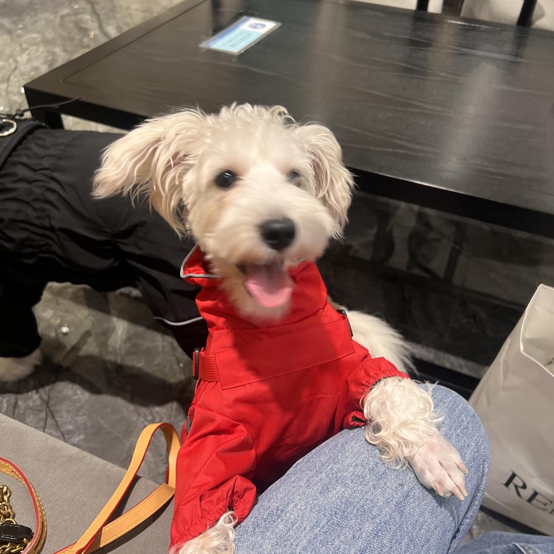 蒋先生和雪纳瑞🐶