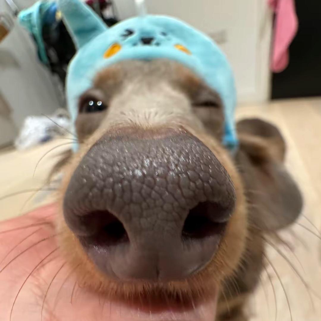 一直是一条鱼