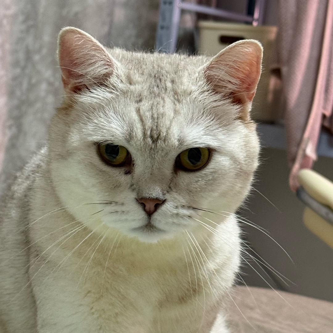 爱吃肉的猫