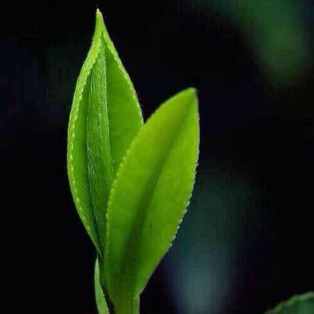 大理海之书馆 辛贡茶业