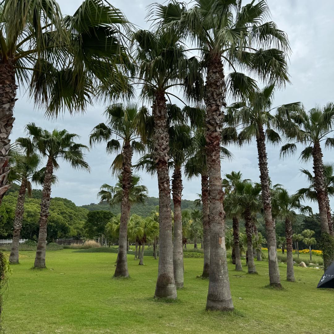 君盛车品推荐官