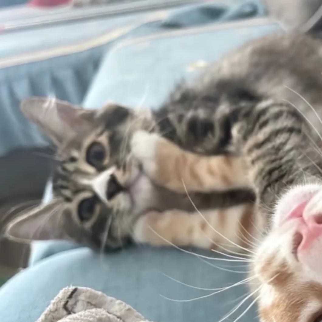 梅猫饼