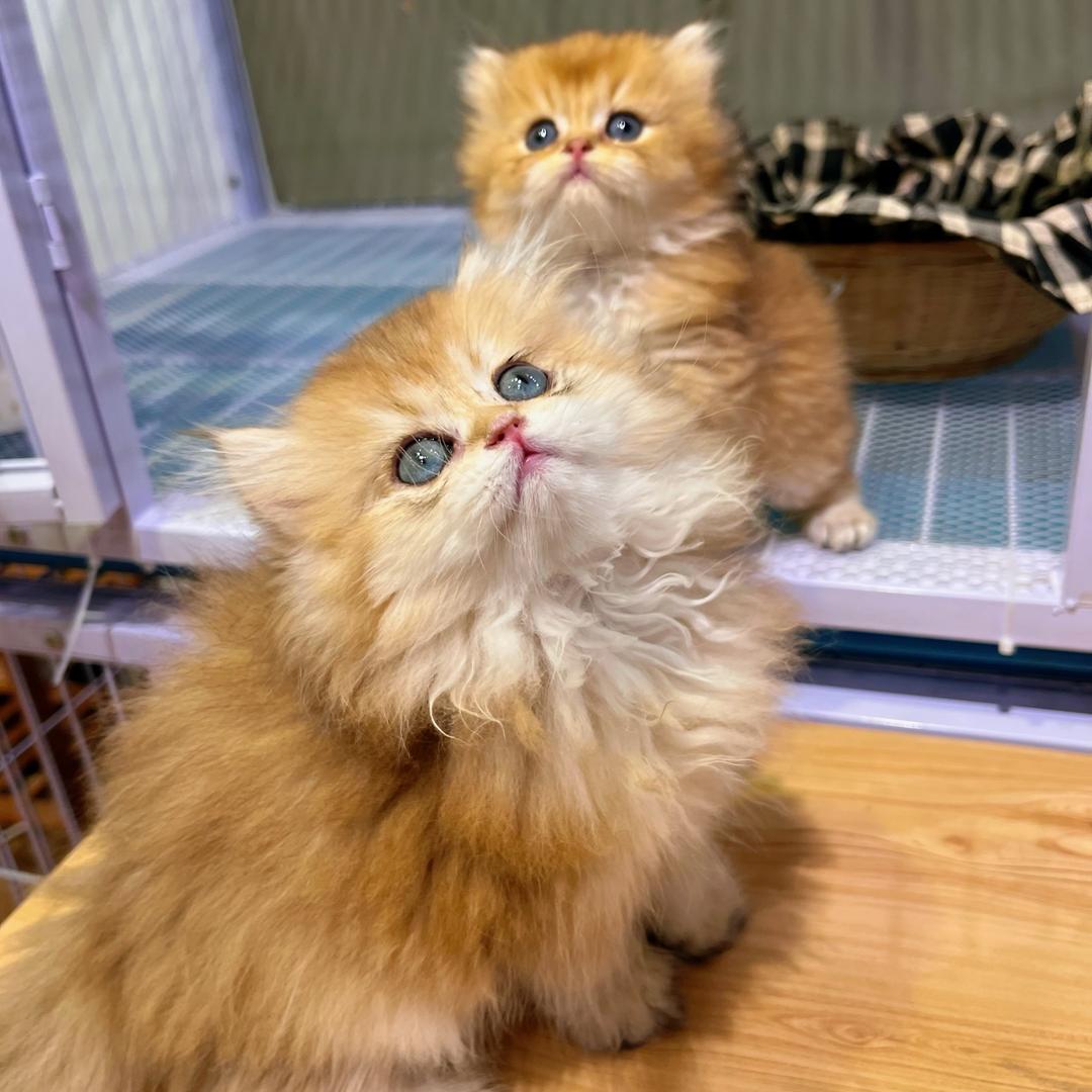 皮皮七的猫。