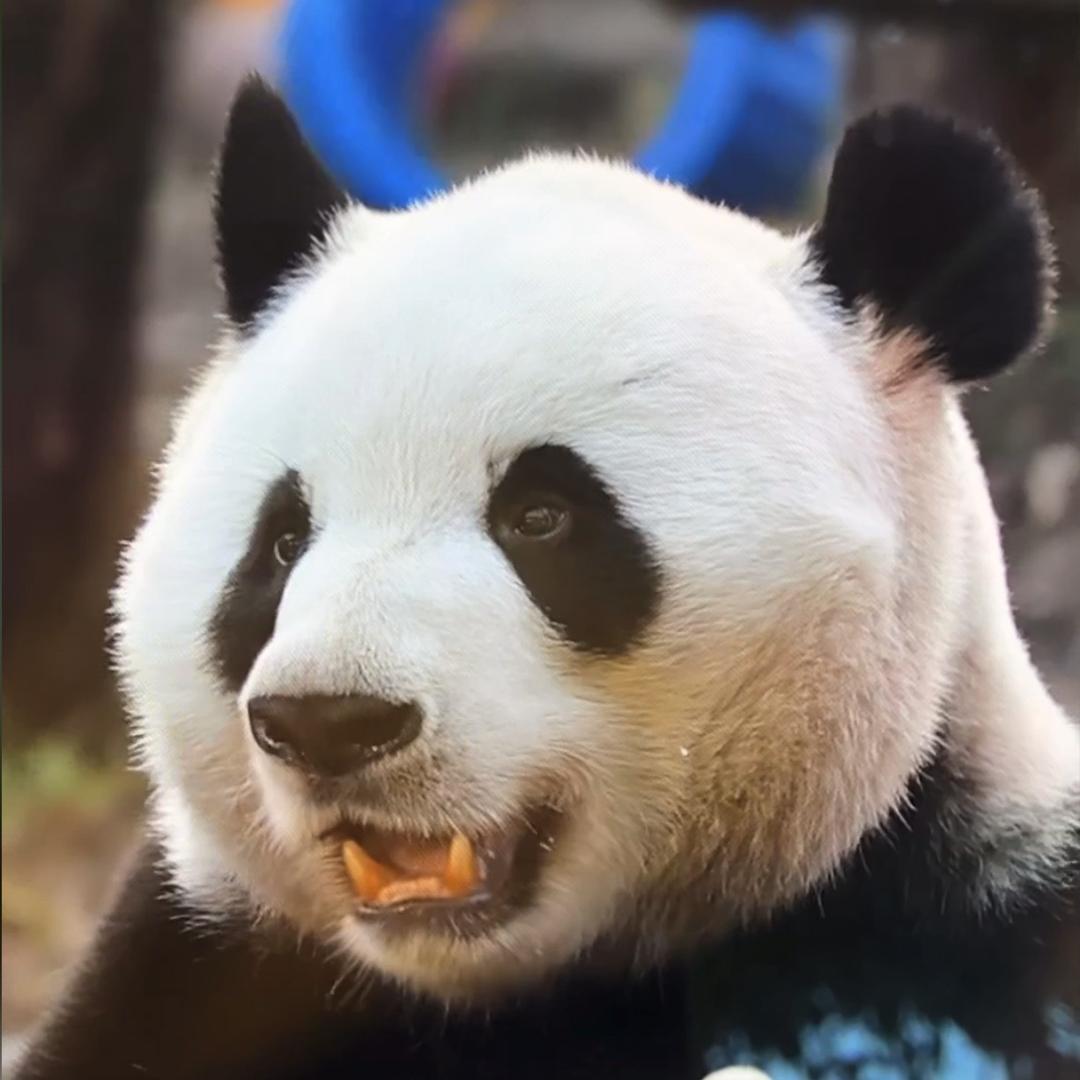 最爱哈姨的高兴11