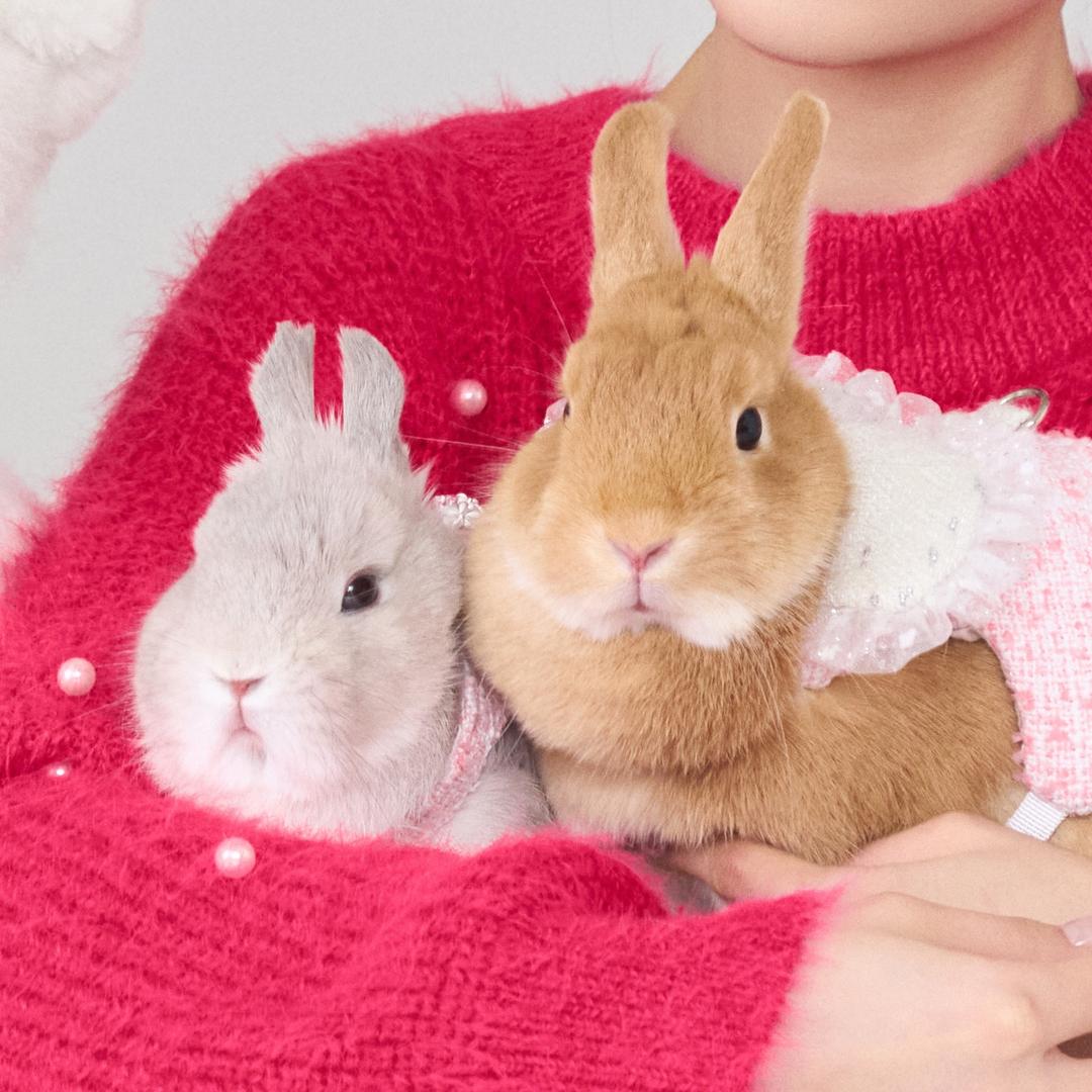 澳牧边牧不是狗