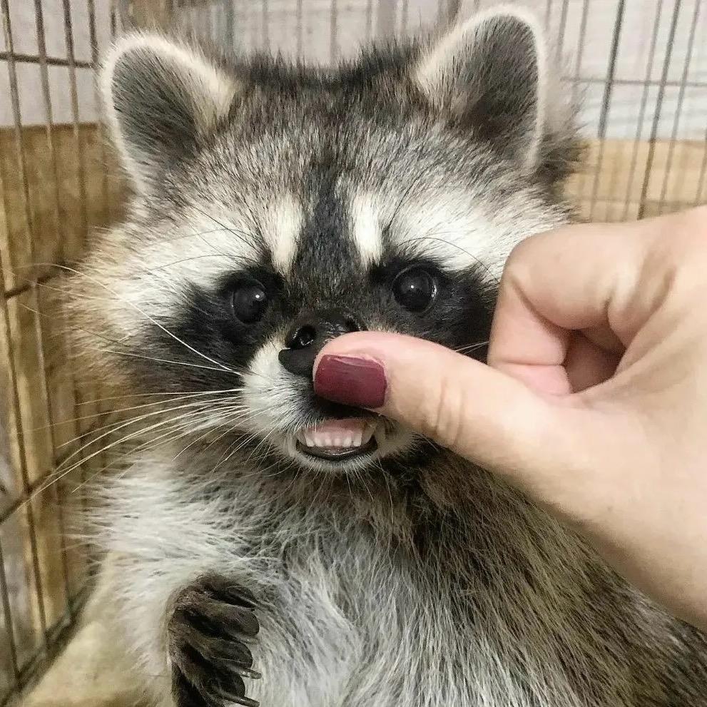 宠小车的小浣熊