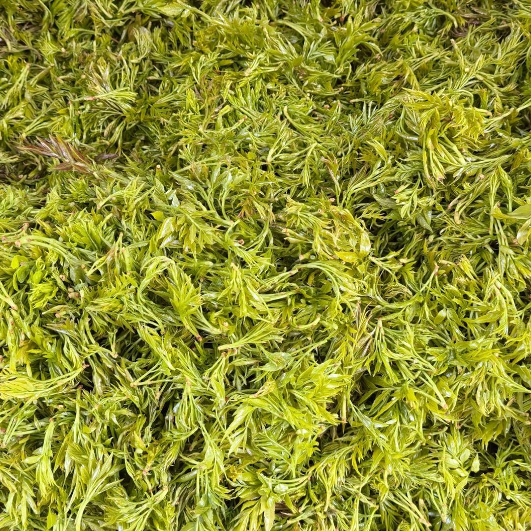 前茶无限