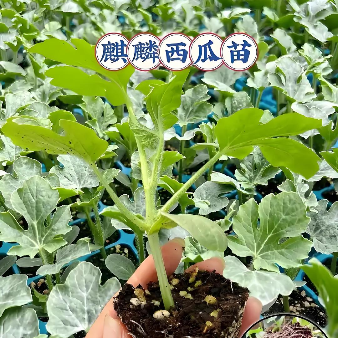 清新小苑
