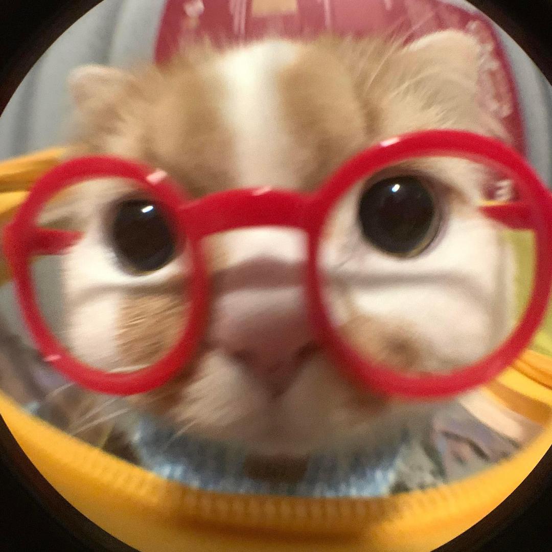 心碎小柴狗