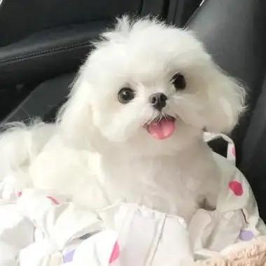 苹果树