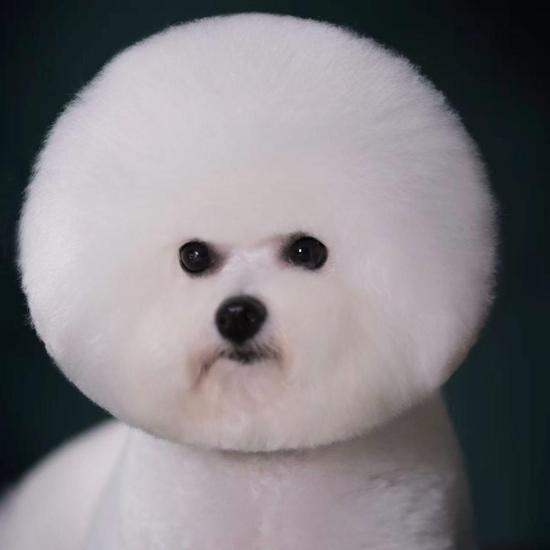 星漫比熊犬舍～云姐