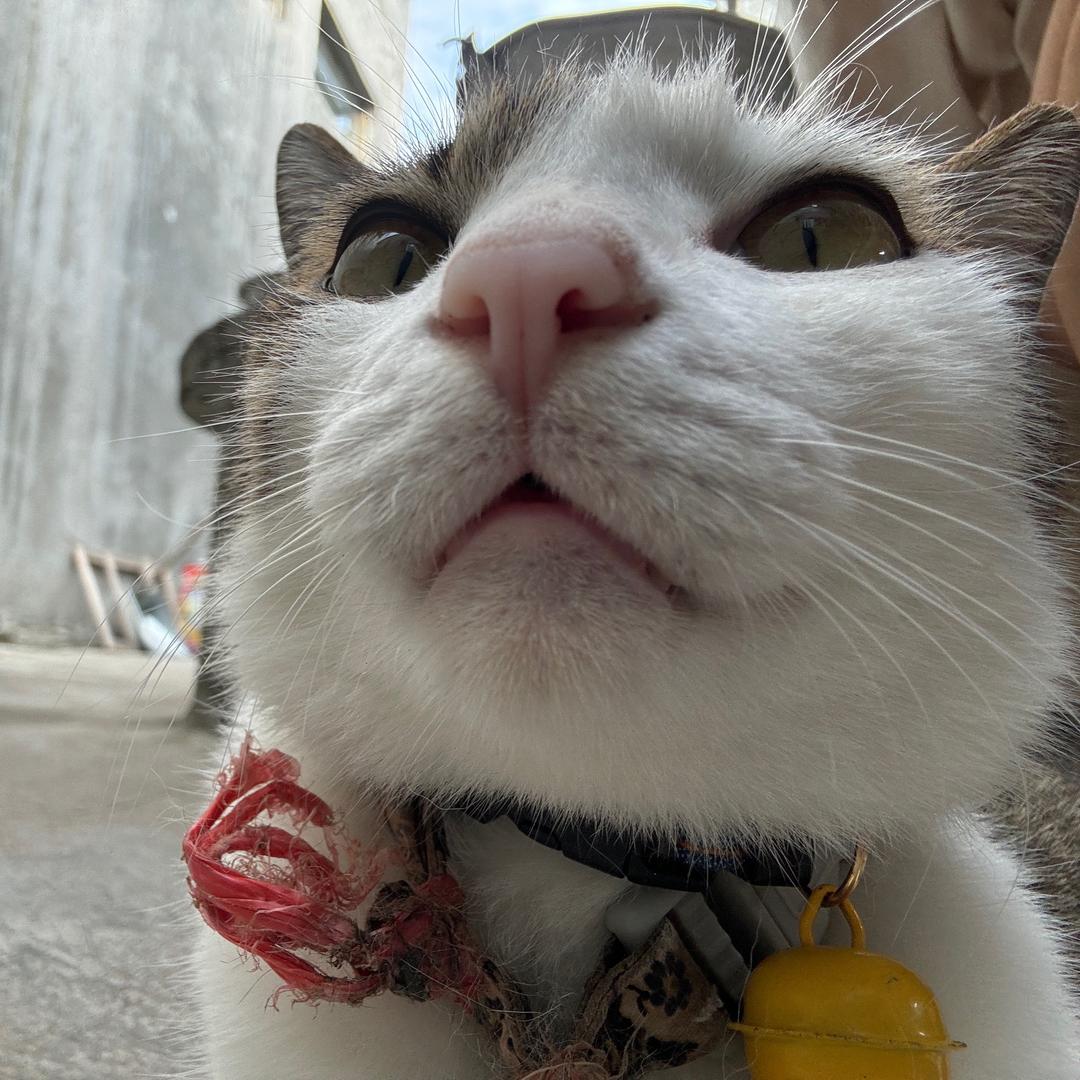 海南热带水果代发中心