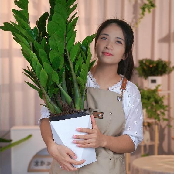 花姐绿植