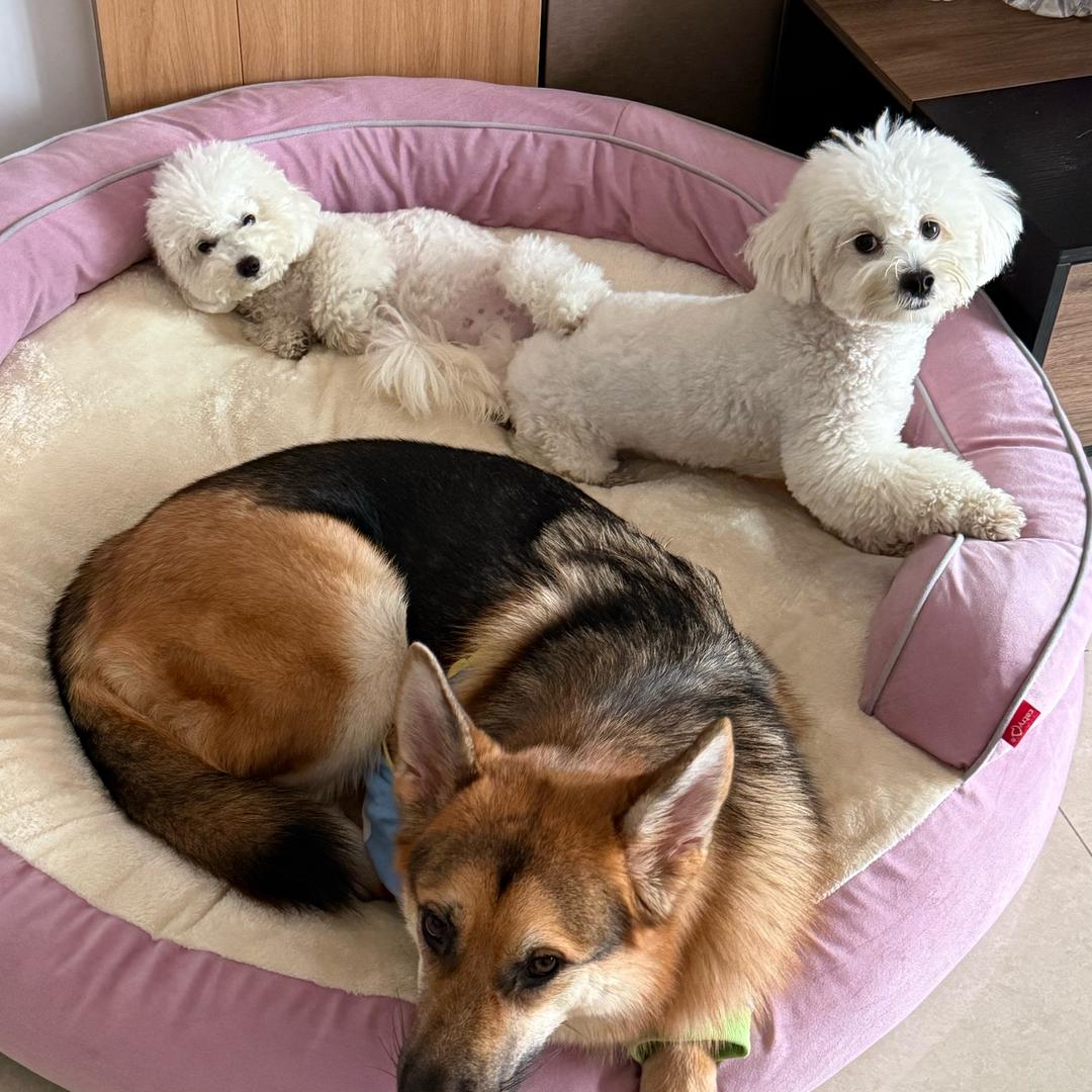 奶胖卡的哼哼叫