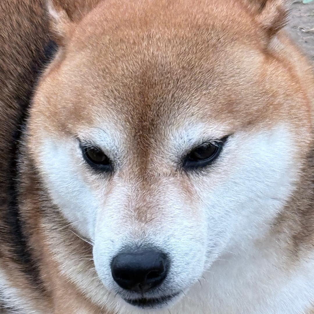 小柴六六